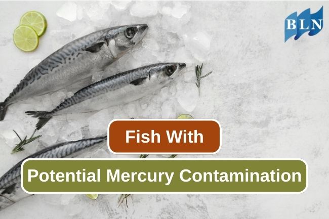 Mercury in Seafood: Understanding the High-Risk Species